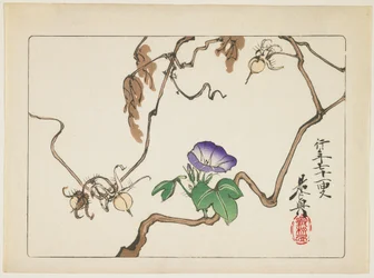 Vigne et graines de liseron, 1877